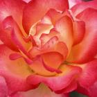 Rosa ‘Rainbow Sorbet’.