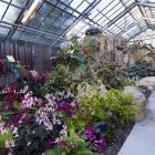 Serre des bégonias et gesnériacées.