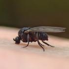 Simuliidae