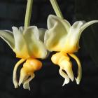 Stanhopea saccata