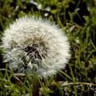 Taraxacum officinale