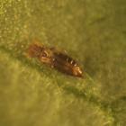 Thrips