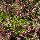 Thymus serpyllum