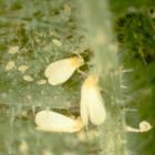Trialeurodes vaporariorum