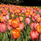 Massif de tulipes (Tulipa cv.).