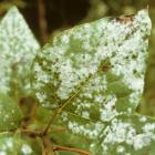Uncinula adunca