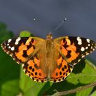 Vanessa cardui