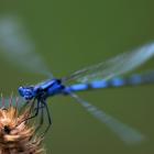 Zygoptera