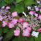Hydrangea serrata 'Beni Gaku'