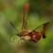 Hemaris thysbe