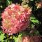  Hydrangea paniculata 'Mega Pearl'